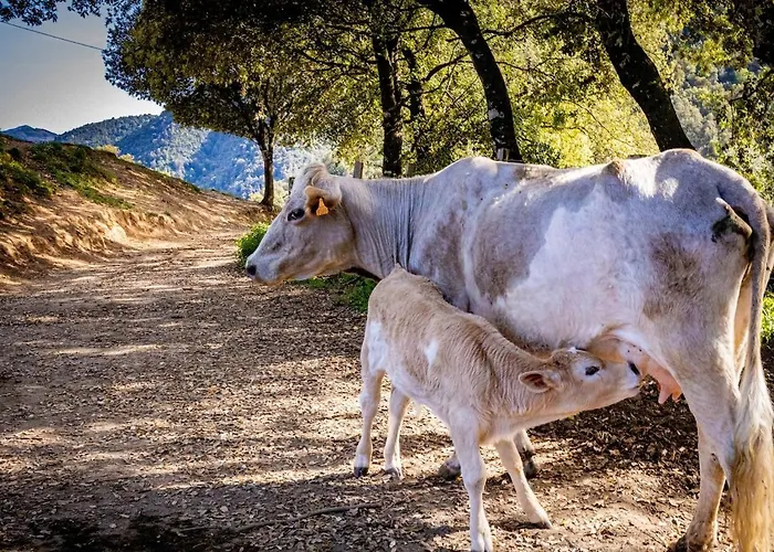 Particasgiu - Agritourisme *