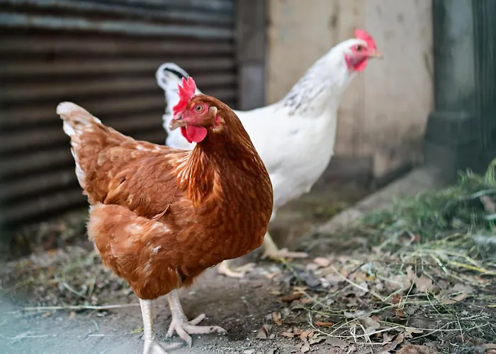 Particasgiu - Agritourisme