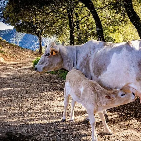 Particasgiu - Agritourisme *