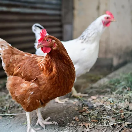 Particasgiu - Agritourisme